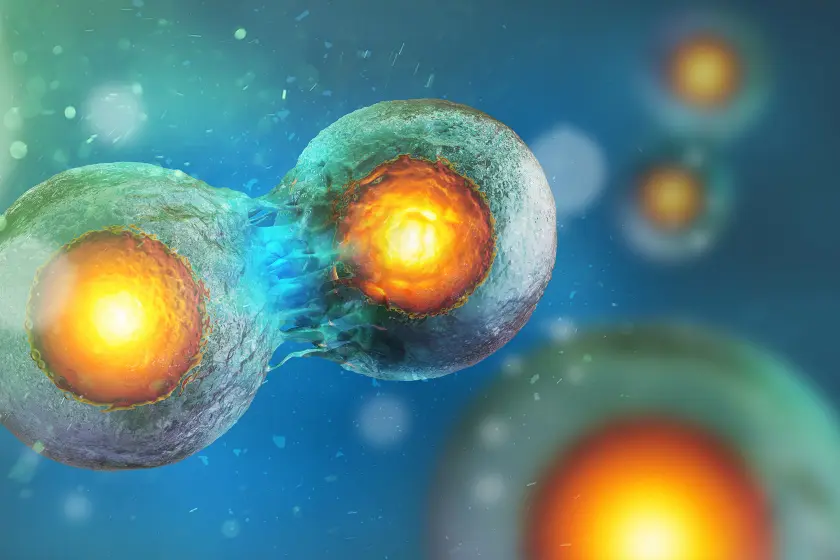 INFORS HT solutions for cell culture