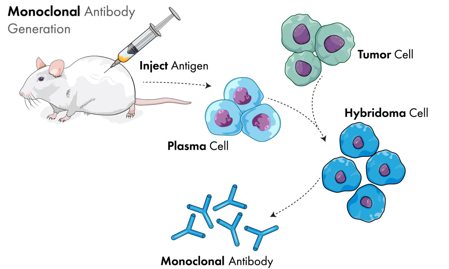 monoclonal antibody production companies