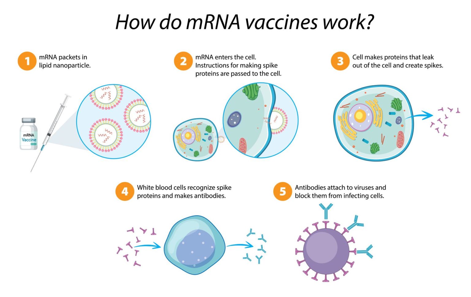 mRNA Technology how a platform is revolutionizing the